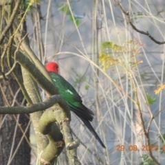 Alisterus scapularis (Australian King-Parrot) at Wollondilly Local Government Area - 29 Oct 2023 by bufferzone