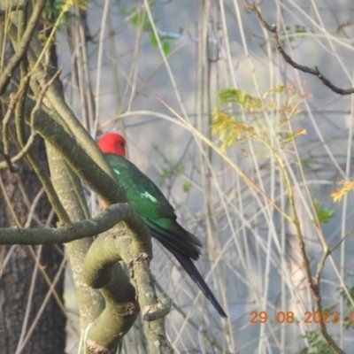 Alisterus scapularis (Australian King-Parrot) at Oakdale, NSW - 28 Oct 2023 by bufferzone