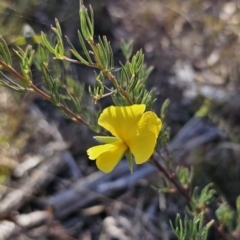 Gompholobium huegelii (pale wedge–pea) at QPRC LGA - 13 Nov 2023 by Csteele4