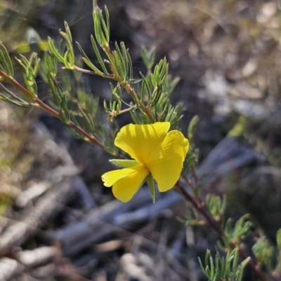 Gompholobium huegelii (Pale Wedge Pea) at Yanununbeyan National Park - 13 Nov 2023 by Csteele4