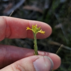 Pimelea curviflora var. sericea (Curved Riceflower) at Captains Flat, NSW - 13 Nov 2023 by Csteele4