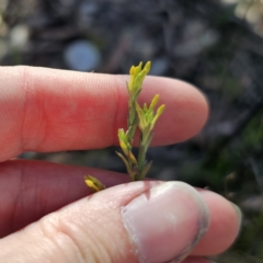 Pimelea curviflora var. sericea at QPRC LGA - 13 Nov 2023