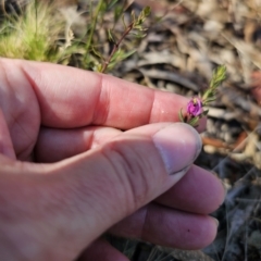 Tetratheca bauerifolia (Heath Pink-bells) at QPRC LGA - 13 Nov 2023 by Csteele4