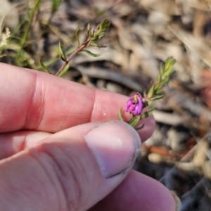 Tetratheca bauerifolia at QPRC LGA - 13 Nov 2023