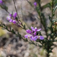 Comesperma ericinum (Heath Milkwort) at Primrose Valley, NSW - 13 Nov 2023 by Csteele4