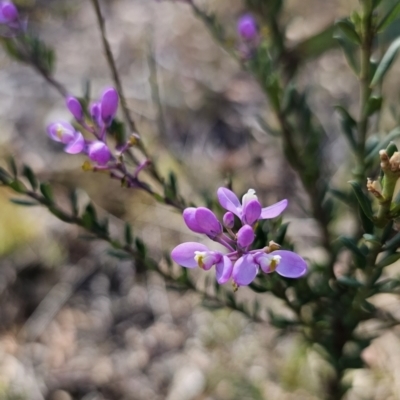 Comesperma ericinum (Heath Milkwort) at Yanununbeyan National Park - 13 Nov 2023 by Csteele4