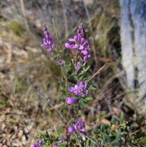 Comesperma ericinum at QPRC LGA - 13 Nov 2023 03:52 PM