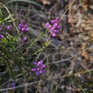 Comesperma ericinum at QPRC LGA - 13 Nov 2023 03:52 PM