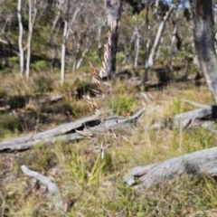 Rytidosperma pallidum (Red-anther Wallaby Grass) at Captains Flat, NSW - 13 Nov 2023 by Csteele4