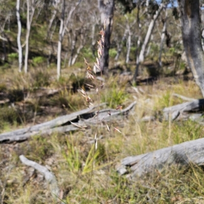 Rytidosperma pallidum (Red-anther Wallaby Grass) at Yanununbeyan National Park - 13 Nov 2023 by Csteele4