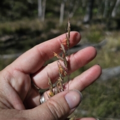 Rytidosperma pallidum at QPRC LGA - 13 Nov 2023