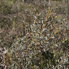 Acacia buxifolia subsp. buxifolia (Box-leaf Wattle) at Captains Flat, NSW - 13 Nov 2023 by Csteele4