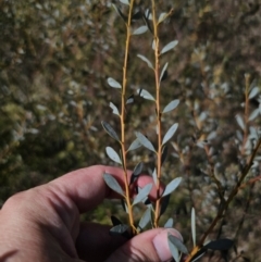 Acacia buxifolia subsp. buxifolia at QPRC LGA - 13 Nov 2023 03:45 PM