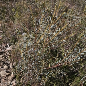 Acacia buxifolia subsp. buxifolia at QPRC LGA - 13 Nov 2023 03:45 PM