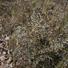 Acacia buxifolia subsp. buxifolia at QPRC LGA - 13 Nov 2023