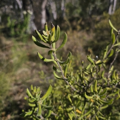 Persoonia rigida (Hairy Geebung) at Captains Flat, NSW - 13 Nov 2023 by Csteele4