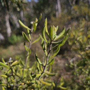 Persoonia rigida at QPRC LGA - 13 Nov 2023