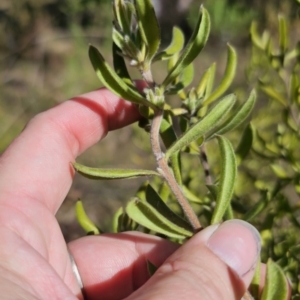 Persoonia rigida at QPRC LGA - 13 Nov 2023