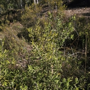 Persoonia rigida at QPRC LGA - 13 Nov 2023