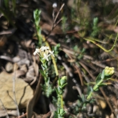 Pimelea linifolia (Slender Rice Flower) at QPRC LGA - 13 Nov 2023 by Csteele4