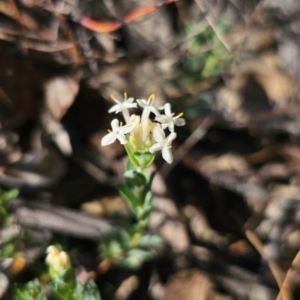Pimelea linifolia at QPRC LGA - 13 Nov 2023