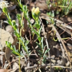 Pimelea linifolia at QPRC LGA - 13 Nov 2023