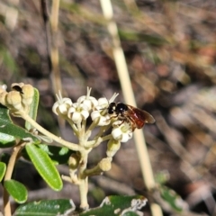 Exoneura sp. (genus) (A reed bee) at QPRC LGA - 13 Nov 2023 by Csteele4