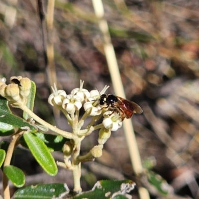 Exoneura sp. (genus) (A reed bee) at Primrose Valley, NSW - 13 Nov 2023 by Csteele4