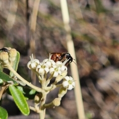 Exoneura sp. (genus) at QPRC LGA - 13 Nov 2023 03:28 PM