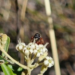 Exoneura sp. (genus) at QPRC LGA - 13 Nov 2023 03:28 PM