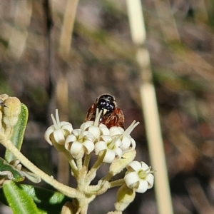 Exoneura sp. (genus) at QPRC LGA - 13 Nov 2023 03:28 PM