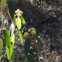 Pomaderris lanigera at Wollondilly Local Government Area - 10 Sep 2023 by bufferzone