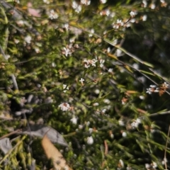 Leucopogon virgatus (Common Beard-heath) at Yanununbeyan National Park - 13 Nov 2023 by Csteele4