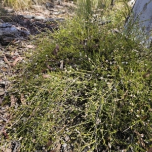 Leucopogon virgatus at QPRC LGA - 13 Nov 2023