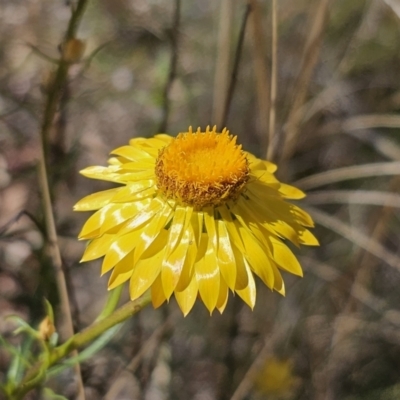 Xerochrysum viscosum (Sticky Everlasting) at Primrose Valley, NSW - 13 Nov 2023 by Csteele4