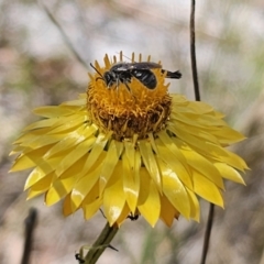 Lasioglossum (Chilalictus) lanarium (Halictid bee) at Primrose Valley, NSW - 13 Nov 2023 by Csteele4