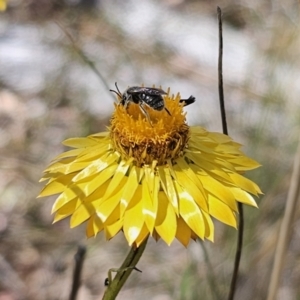 Lasioglossum (Chilalictus) lanarium at QPRC LGA - 13 Nov 2023