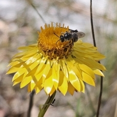 Lasioglossum (Chilalictus) lanarium at QPRC LGA - 13 Nov 2023