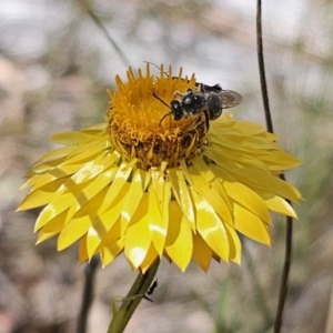 Lasioglossum (Chilalictus) lanarium at QPRC LGA - 13 Nov 2023