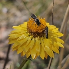 Lasioglossum (Chilalictus) lanarium at QPRC LGA - 13 Nov 2023