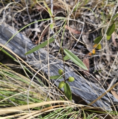 Hovea heterophylla (Common Hovea) at Yanununbeyan National Park - 13 Nov 2023 by Csteele4