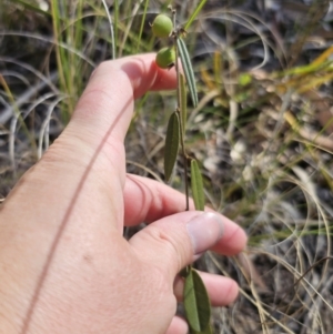 Hovea heterophylla at QPRC LGA - 13 Nov 2023