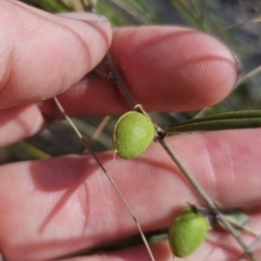 Hovea heterophylla at QPRC LGA - 13 Nov 2023