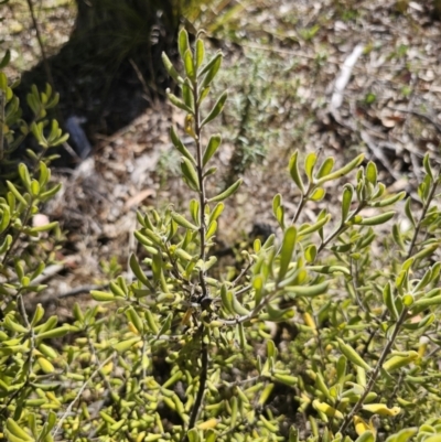 Persoonia rigida (Hairy Geebung) at Yanununbeyan National Park - 13 Nov 2023 by Csteele4