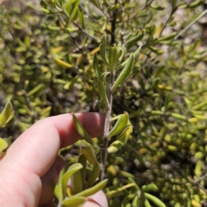 Persoonia rigida at QPRC LGA - 13 Nov 2023