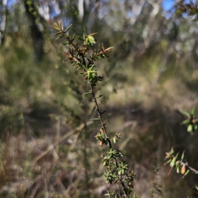 Leucopogon fletcheri subsp. brevisepalus (Twin Flower Beard-Heath) at Captains Flat, NSW - 13 Nov 2023 by Csteele4