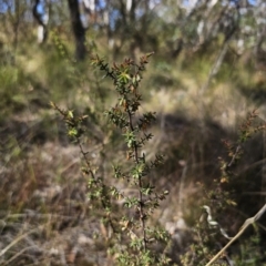 Leucopogon fletcheri subsp. brevisepalus at QPRC LGA - 13 Nov 2023