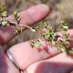 Styphelia fletcheri subsp. brevisepala at QPRC LGA - 13 Nov 2023