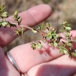 Leucopogon fletcheri subsp. brevisepalus at QPRC LGA - 13 Nov 2023