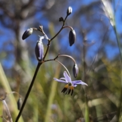 Dianella revoluta var. revoluta (Black-Anther Flax Lily) at Yanununbeyan National Park - 13 Nov 2023 by Csteele4